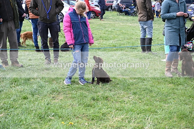 WJ6_8765 - Class 8 Best Working / Gun Dog or Bitch