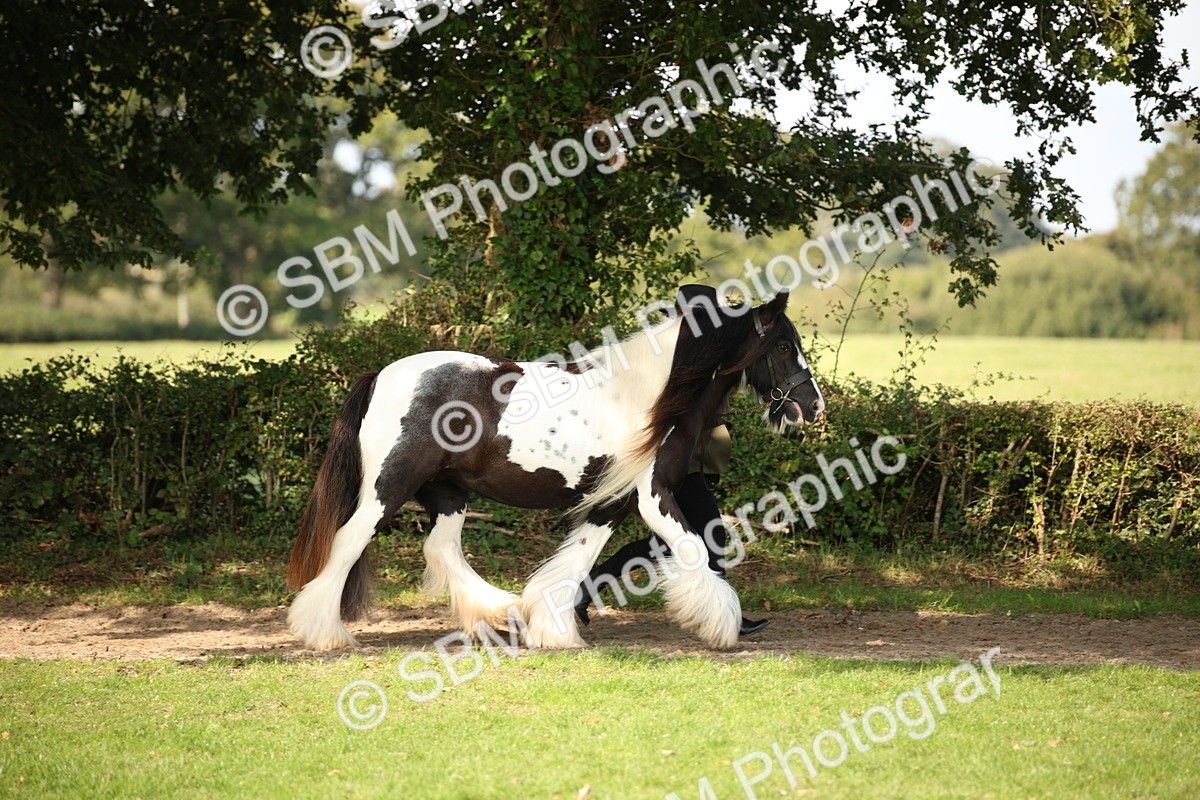 SBM_62170 - S55 - Traditional Cob In Hand