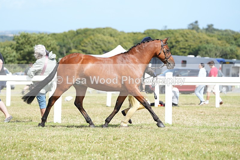 DSC07469 - Pony Breeding Championship