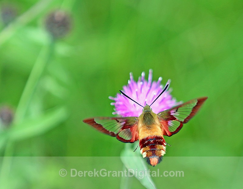 Hummingbird Clearwing Moth