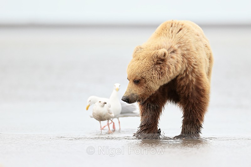 Brown Bear & Glaucous-winged Gulls, Silver Salmon Creek, Alaska - Brown Bear