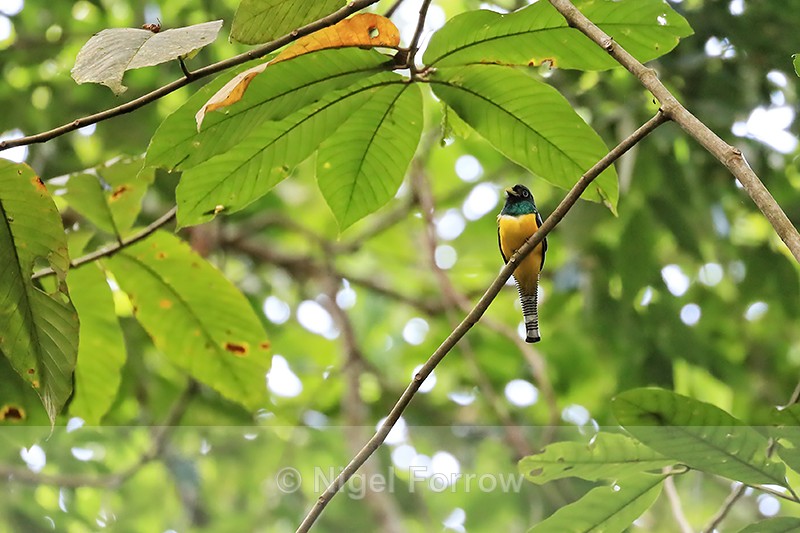 Male Northern Black-Throated Trogon, Osa Peninsula, Costa Rica - Northern Black-throated Trogon
