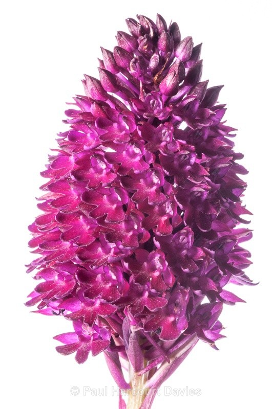  - WB: Orchids - Orchis
