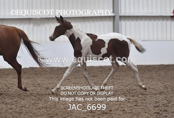 JAC_6699 - 15 Ziggy of Westoak