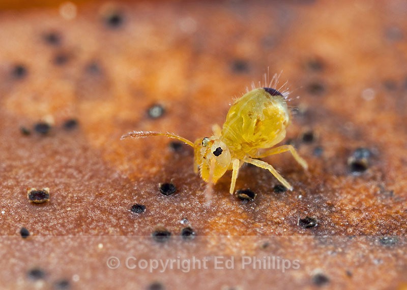 Dicyrtomina minuta - Dicyrtomina minuta