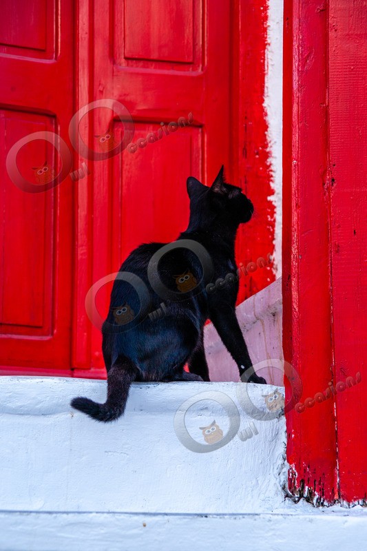 Cat domestic-9933 - Pet Photography