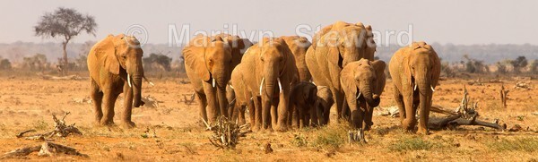 Herd community - Exhibition acceptances