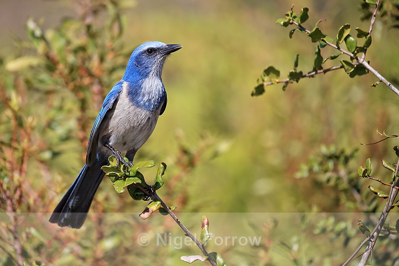 Florida Scrub-Jay, Shamrock Park, Venice, Florida - Florida Scrub-Jay