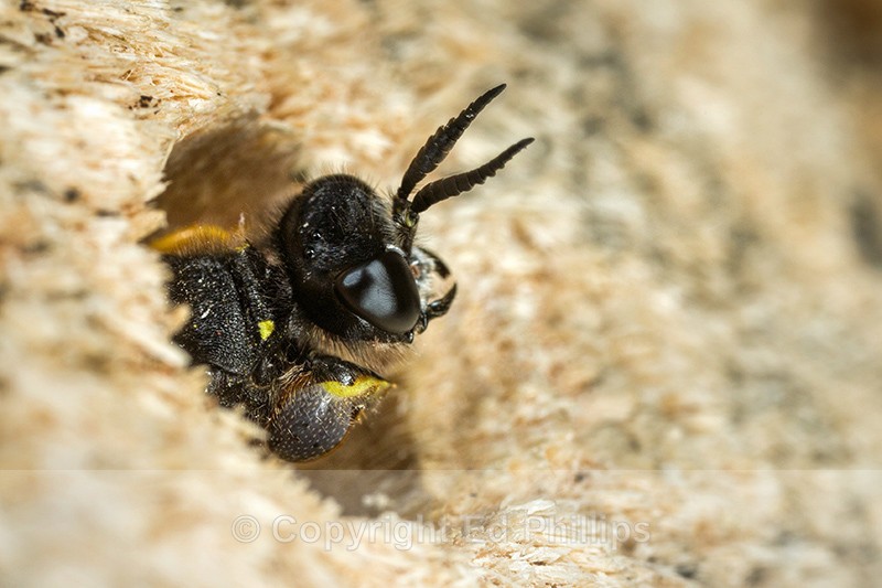 Crabro cribrarius (m) - Crabro cribrarius