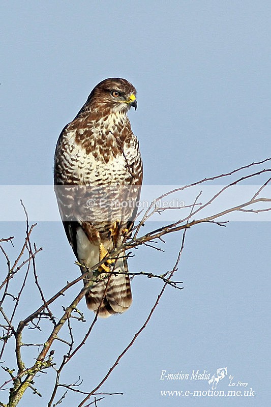 Buzzard 210113 15 - Nature