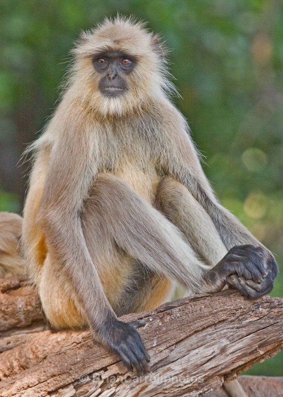 Langur Monkey - Indian Tiger Safari Tour 08