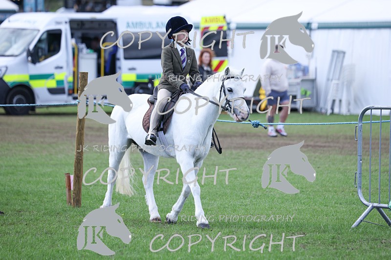 APP_4134 - Class 15a/b Pony club pony/Riding club horse