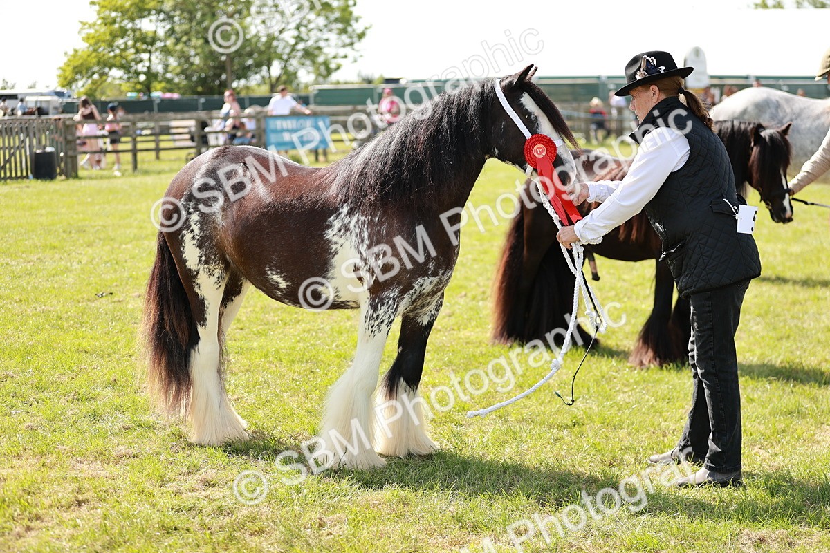 SBM_08688 - Class 63-65 - Traditional Gypsy Cobs In Hand & Ridden