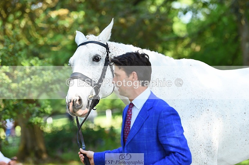 230524-163118-00924 - 163-UVERA_Z-Harry_Meade-WEDTrotUp+DR