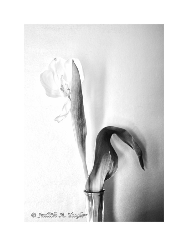 wilting tulip