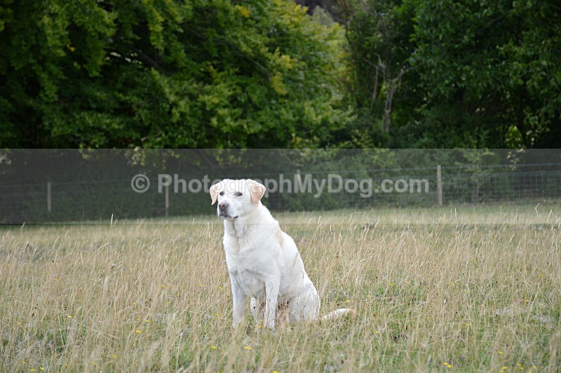  - Yellow and Black Labradors