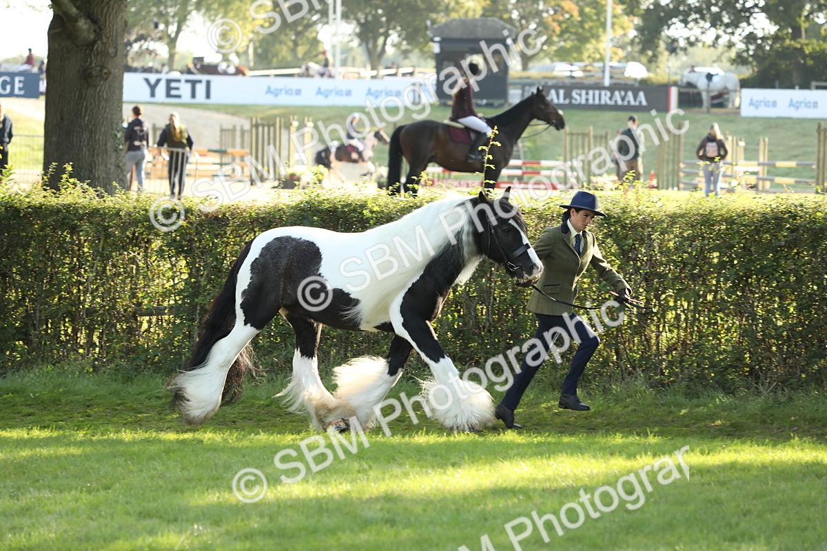 SBM_60847 - S43 - Coloured Pony In Hand