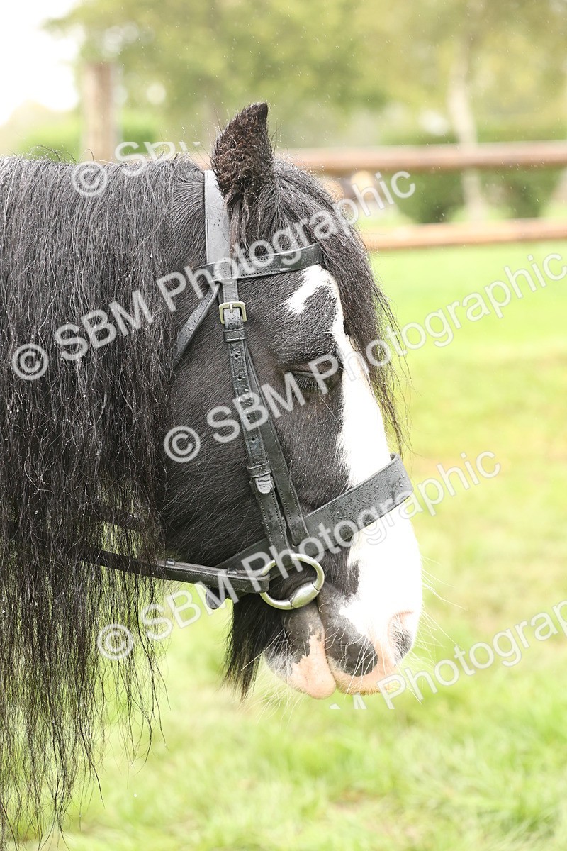 SBM_72803 - S70 - Traditional Cob Ridden