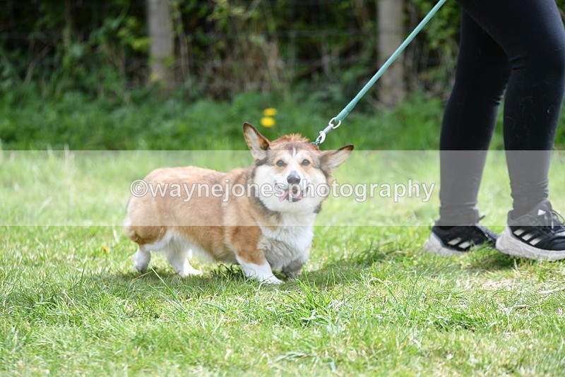 WJ5_9631 - Class 3 Most Handsome Dog