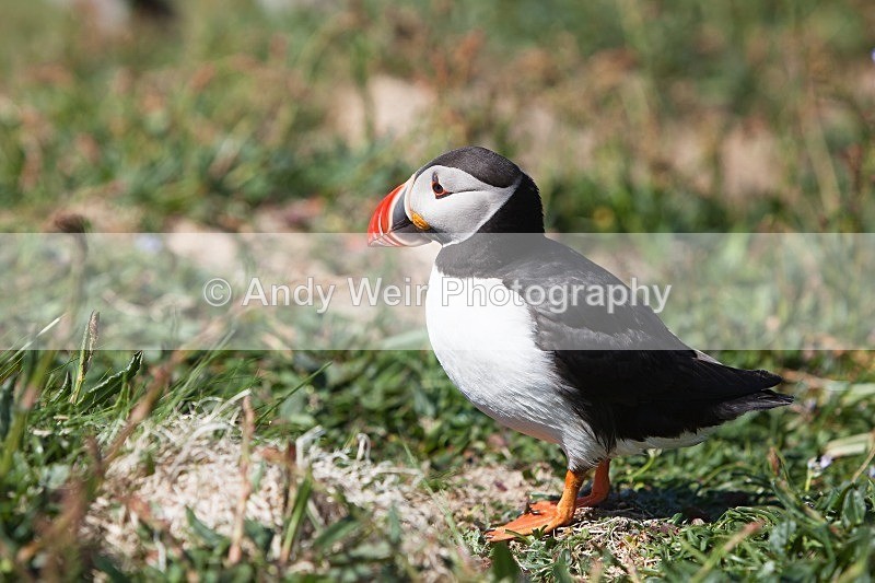 20120531-_MG_9990 - Puffin