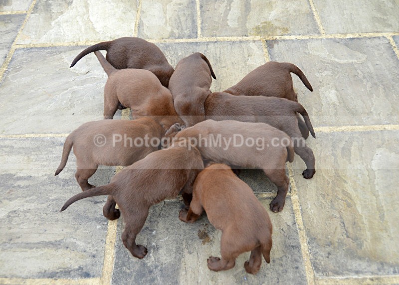  - Chocolate Labradors