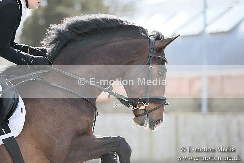 BVRC SJ 170319 433 - Bourne Valley Riding Club Showjumping 17/03/19