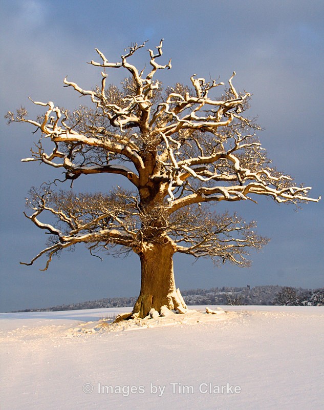 Oak Tree Mid winter 02191 - Landscapes