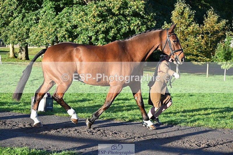 231022-090600-21561 - 634-PEMBROKE.MASTER.PIECE-Joanna.Dunn-TrotUp+SJ