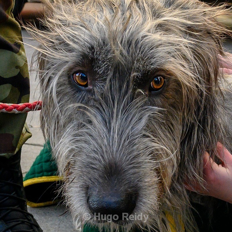  - St Patrick's Day General