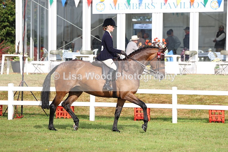 3E7A8154 - Class 2: Rising Star Large Hack/Riding Horse