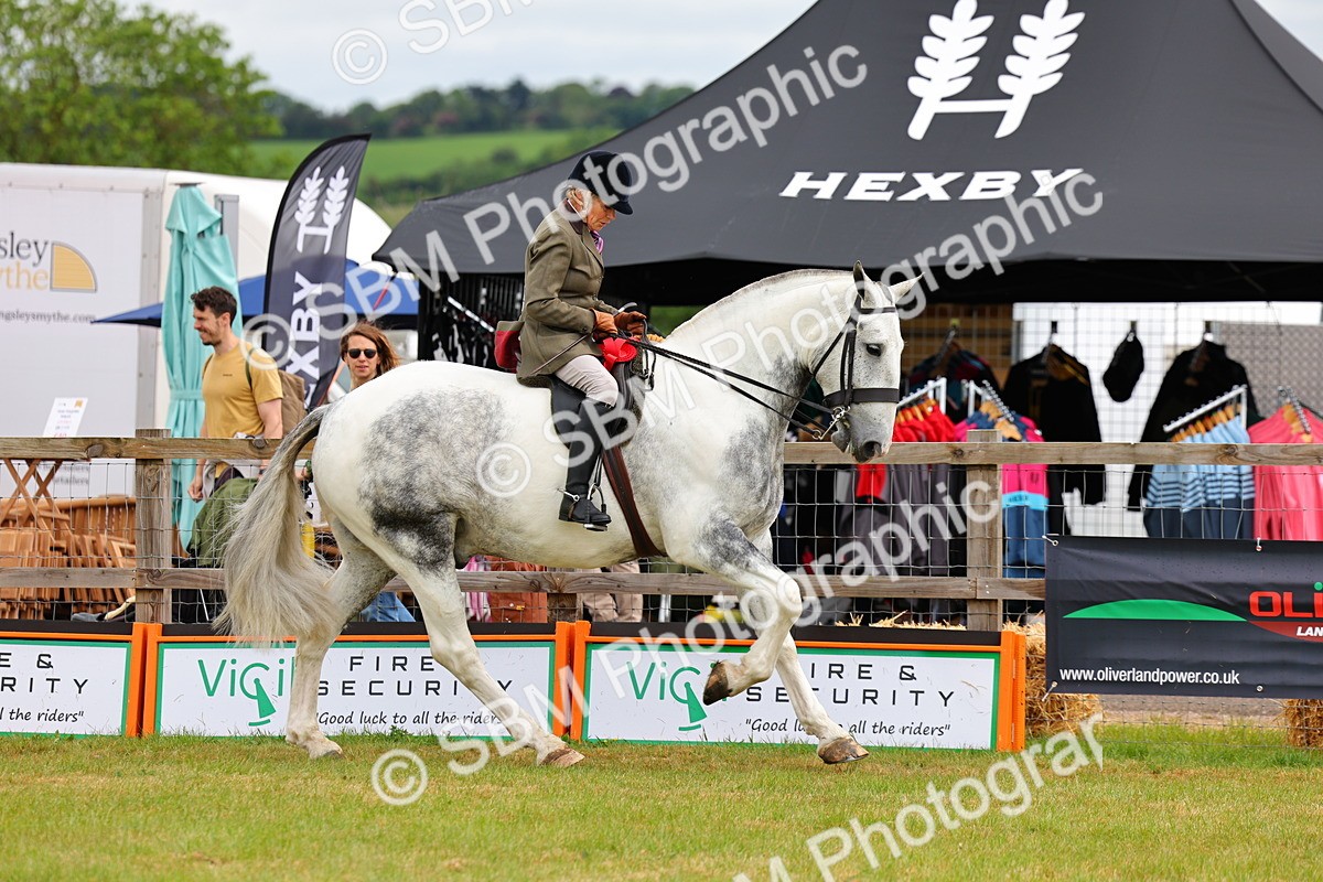 SBM_02564 - Class 9-11 Side Saddle including LIHS Rising Star Ladies Show Horse