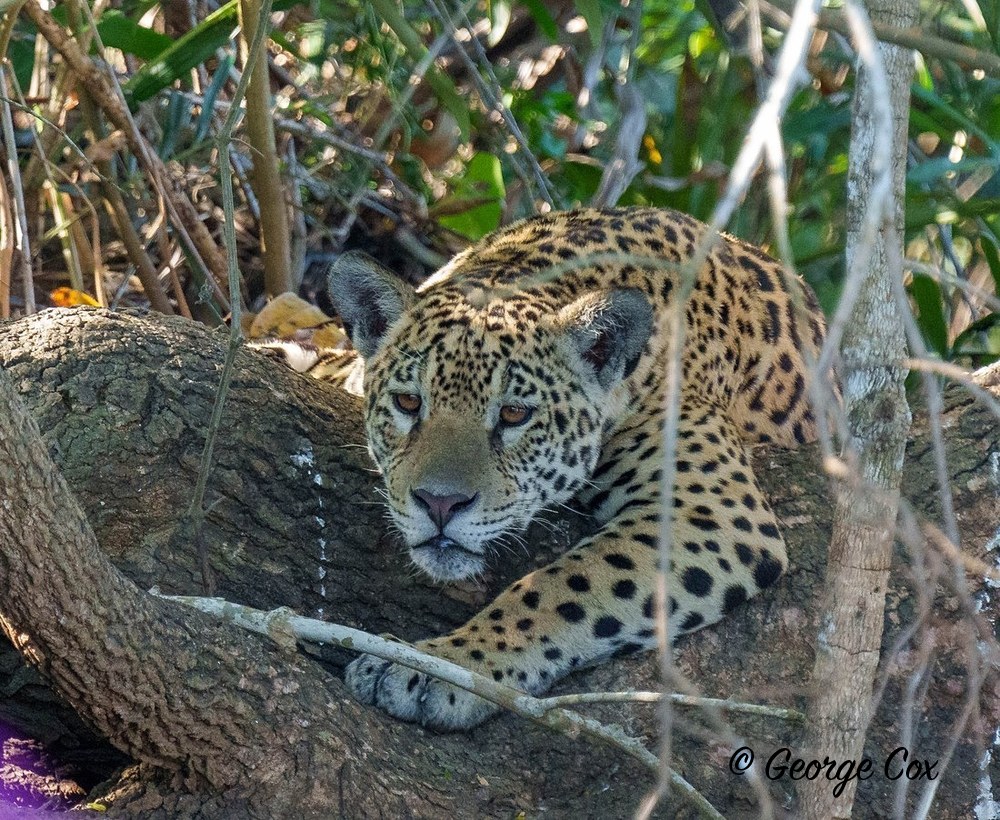 jaguar 1