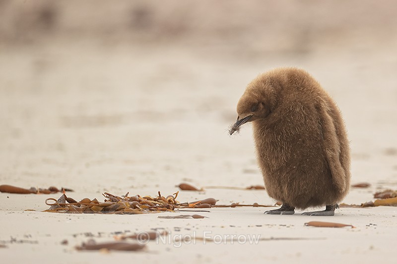 Downcast King Penguin chick, Saunders Island, Falklands - King Penguin