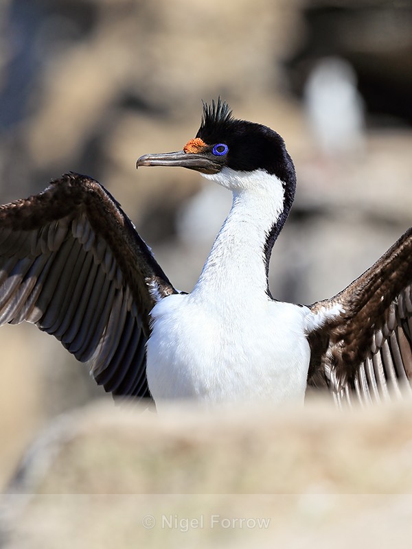 Imperial Shag (adult) wings raised, Carcass Island, Falklands - Imperial Shag