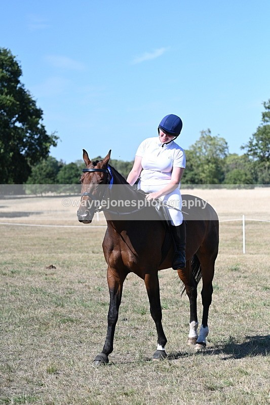 WJ7_1677 - Class 42 Most Handsome Gelding