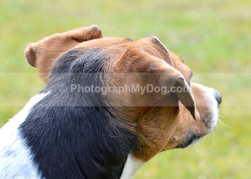  - Jack Russell Terriers