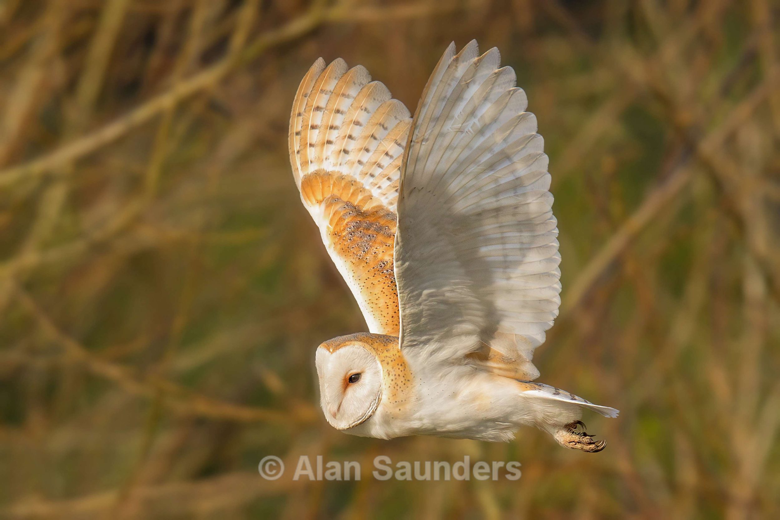Barn Owl 1 (female)