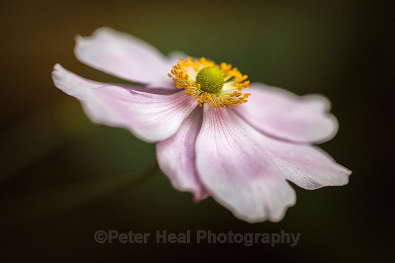 Japanese Anemone