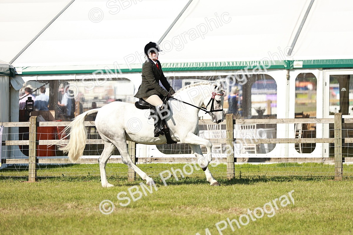 SBM_19237 - Class 115-116 - LIHS BSHA Rising Star Working Hunter & Show Horse