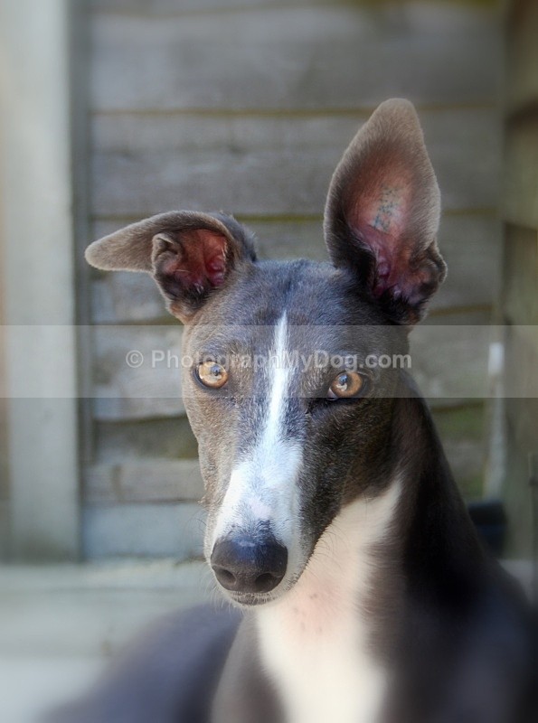  - Greyhounds
