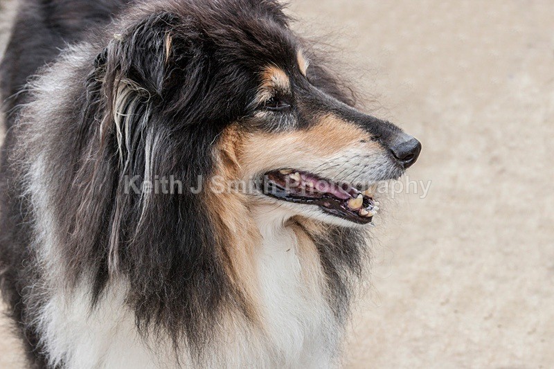 IMG_0355 - Dogs in Abington Park