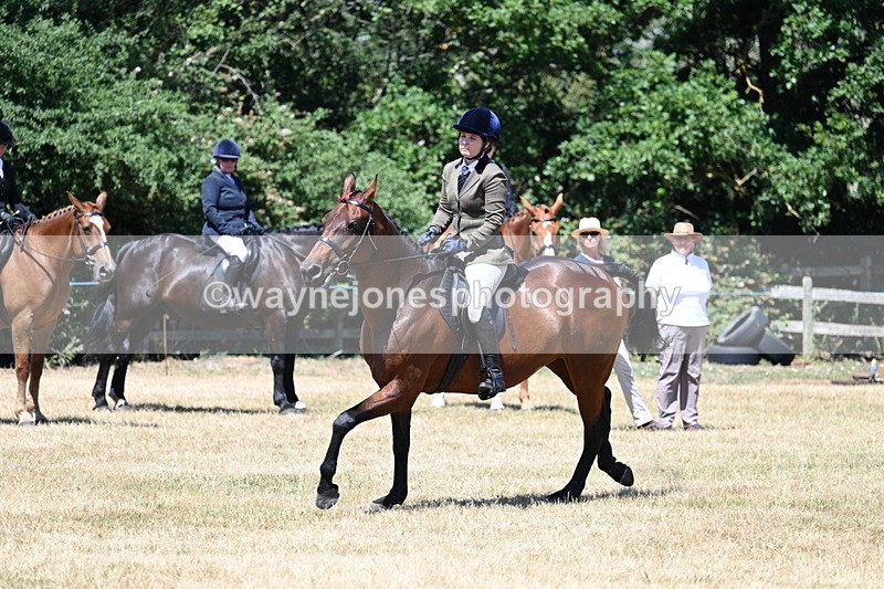 WJ7_3131 - Class 7 Riding Club Show Horse