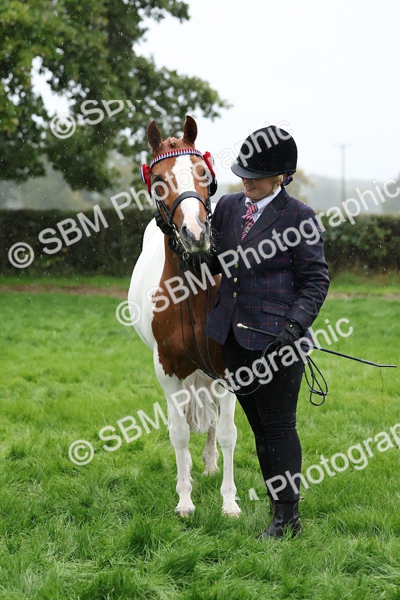 SBM_35351 - S10 - Best In Hand Horse & Pony