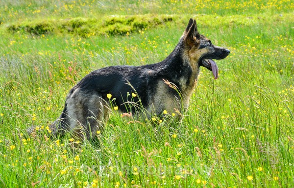 Maya - Dogs
