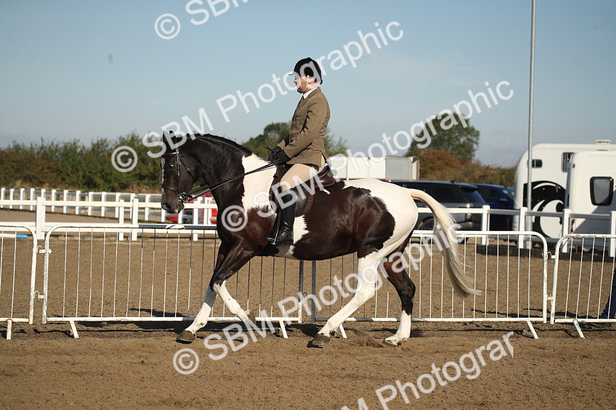 SBM_11324 - Class 501 -Riding Club Pony