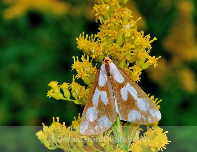 Confused Haploa - Butterflies & Moths of Atlantic Canada