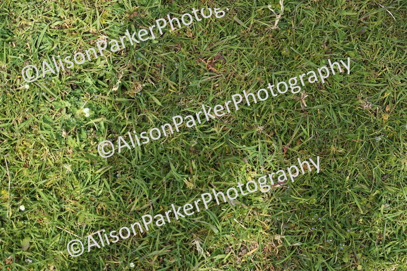 20260426-1977 - Class 15 - Absolute Novice 70cm