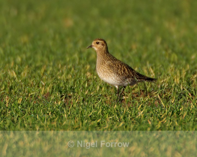 Golden Plover (non-breeding plumage), Oxfordshire - Golden Plover