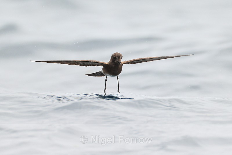 Elliot's Storm-Petrel wings extended, dabbling feet in sea, Galapagos - Elliot's (White-vented) Storm-Petrel