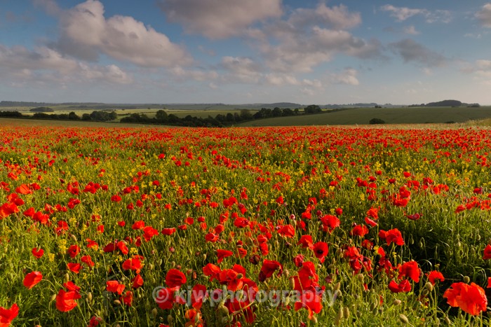 Poppies - Gallery 7